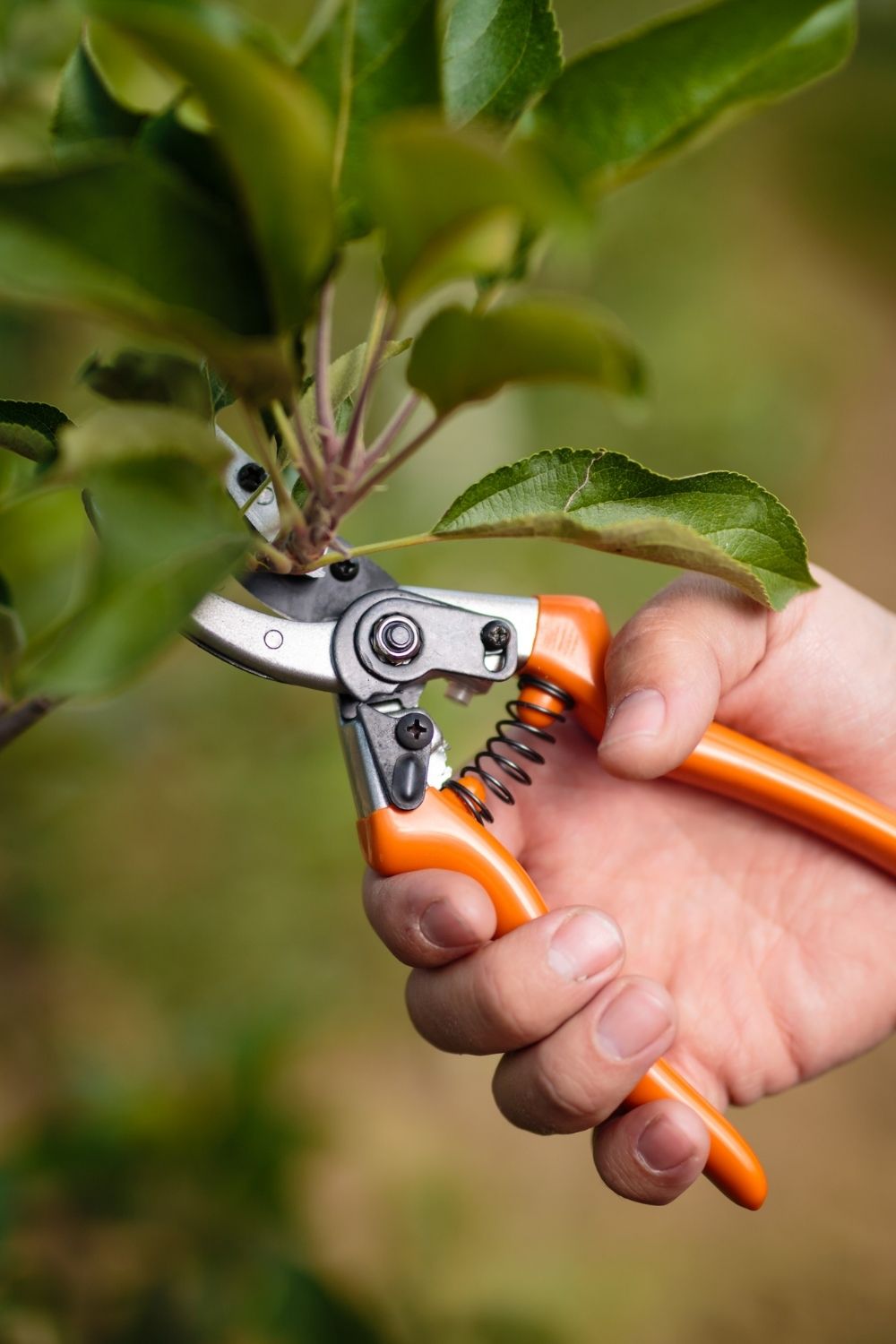 3 Simple & Easy Pruning Tips for Beautiful Flowering Shrubs