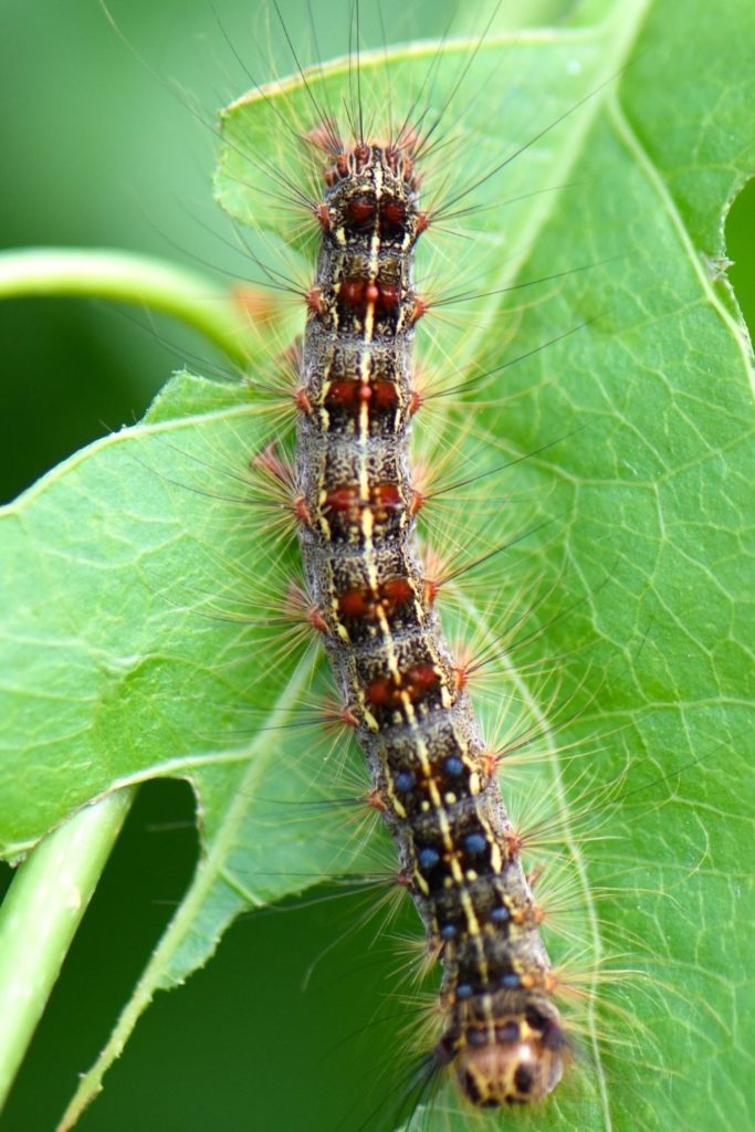 Gypsy Moth Caterpillars What to Expect This Summer