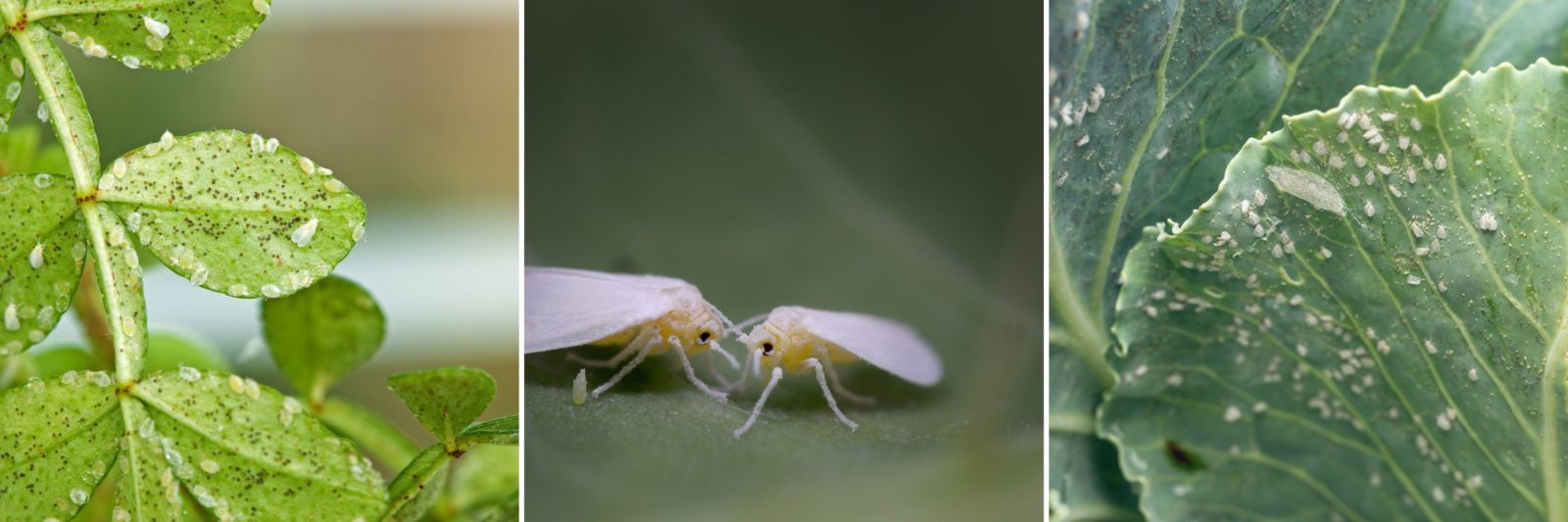 How To Get Rid of Whiteflies Naturally