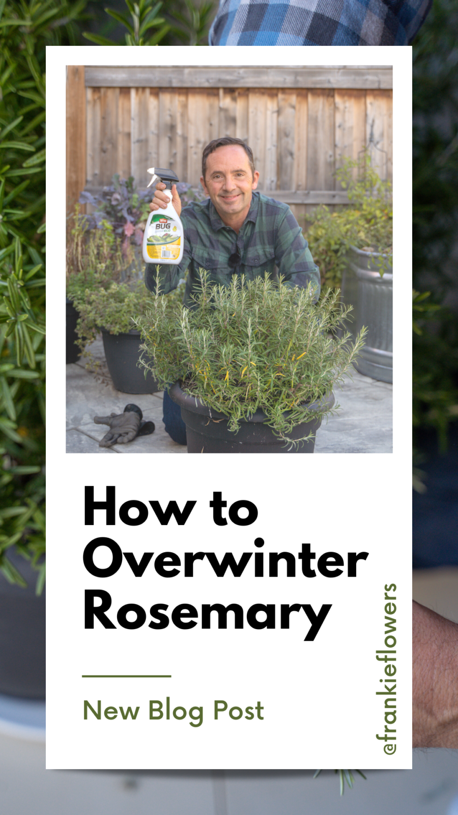 How to Overwinter Rosemary 3 Easy Tips from Frankie Flowers