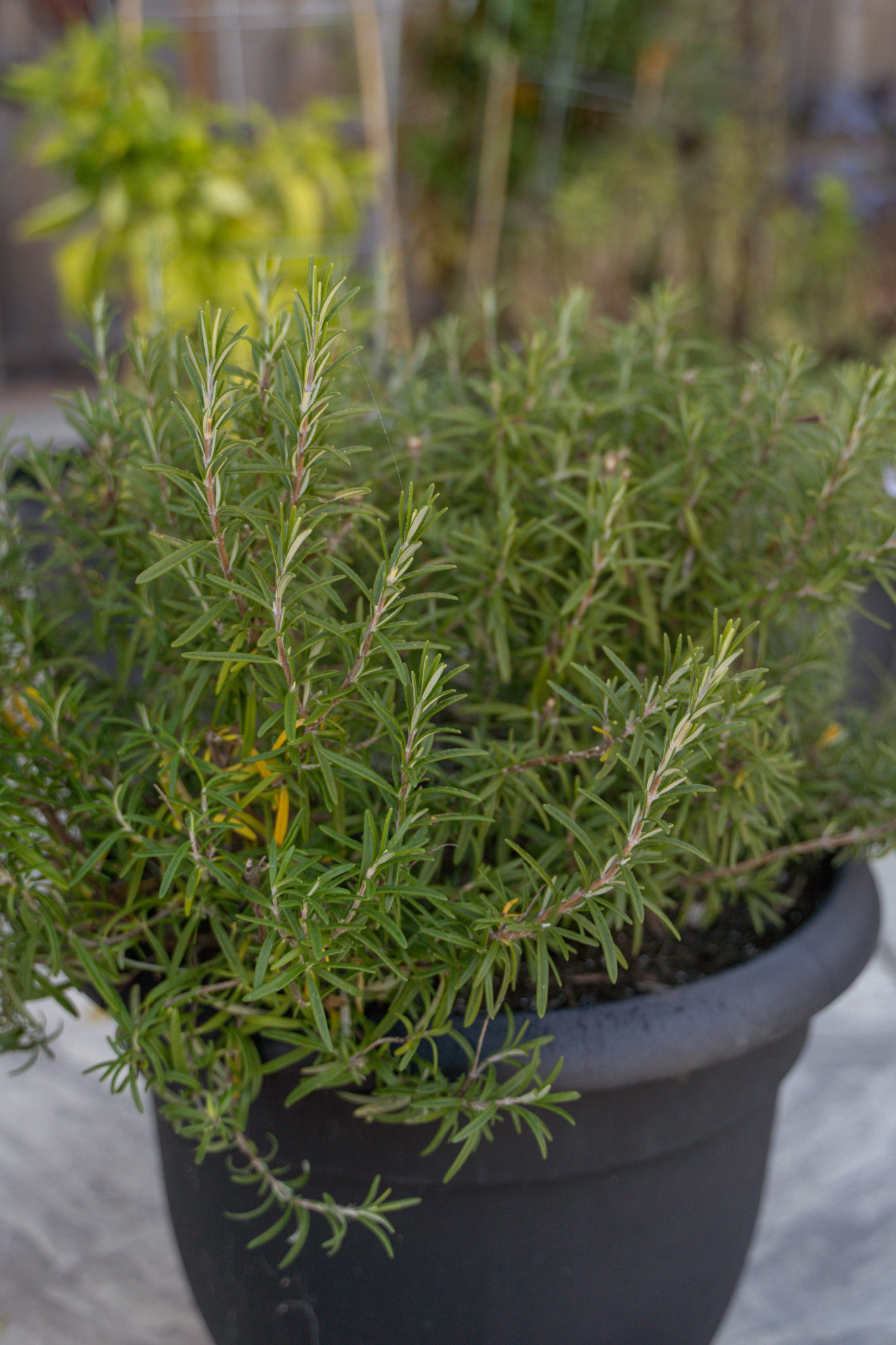 How to Overwinter Rosemary: 3 Easy Tips from Frankie Flowers ...