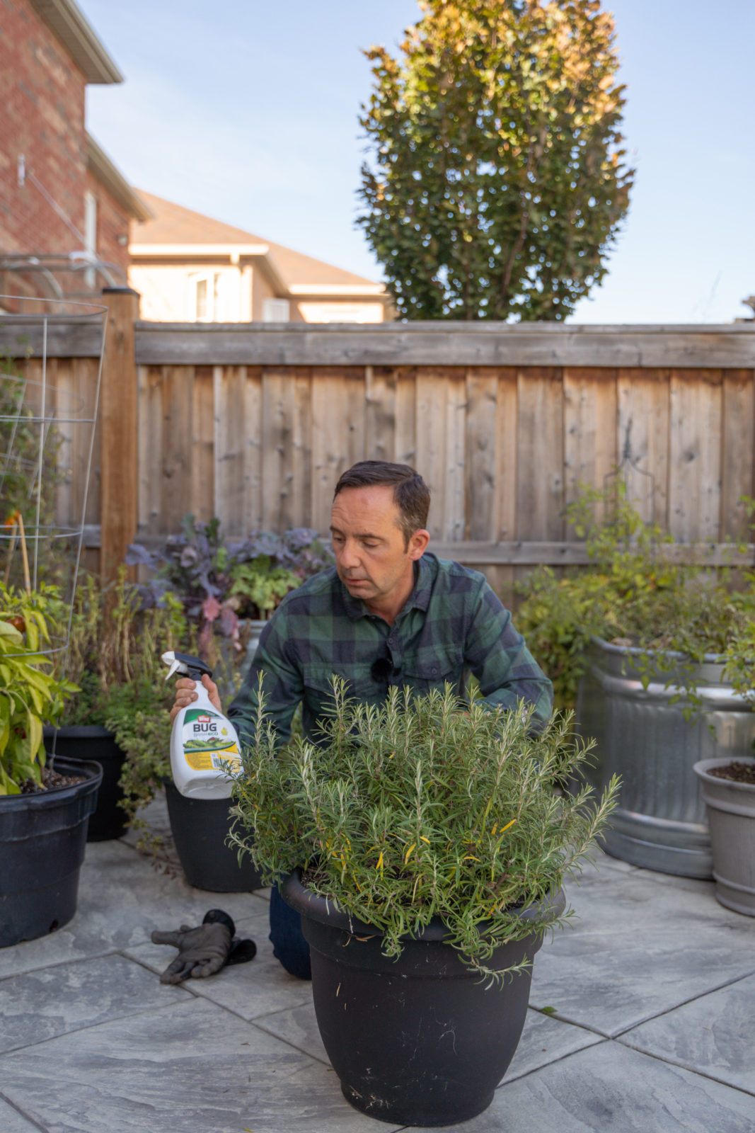 How to Overwinter Rosemary 3 Easy Tips from Frankie Flowers