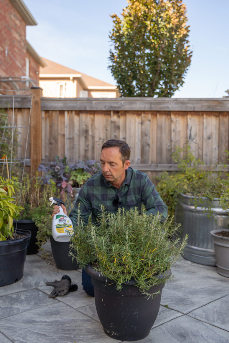 How to Overwinter Rosemary 3 Easy Tips from Frankie Flowers