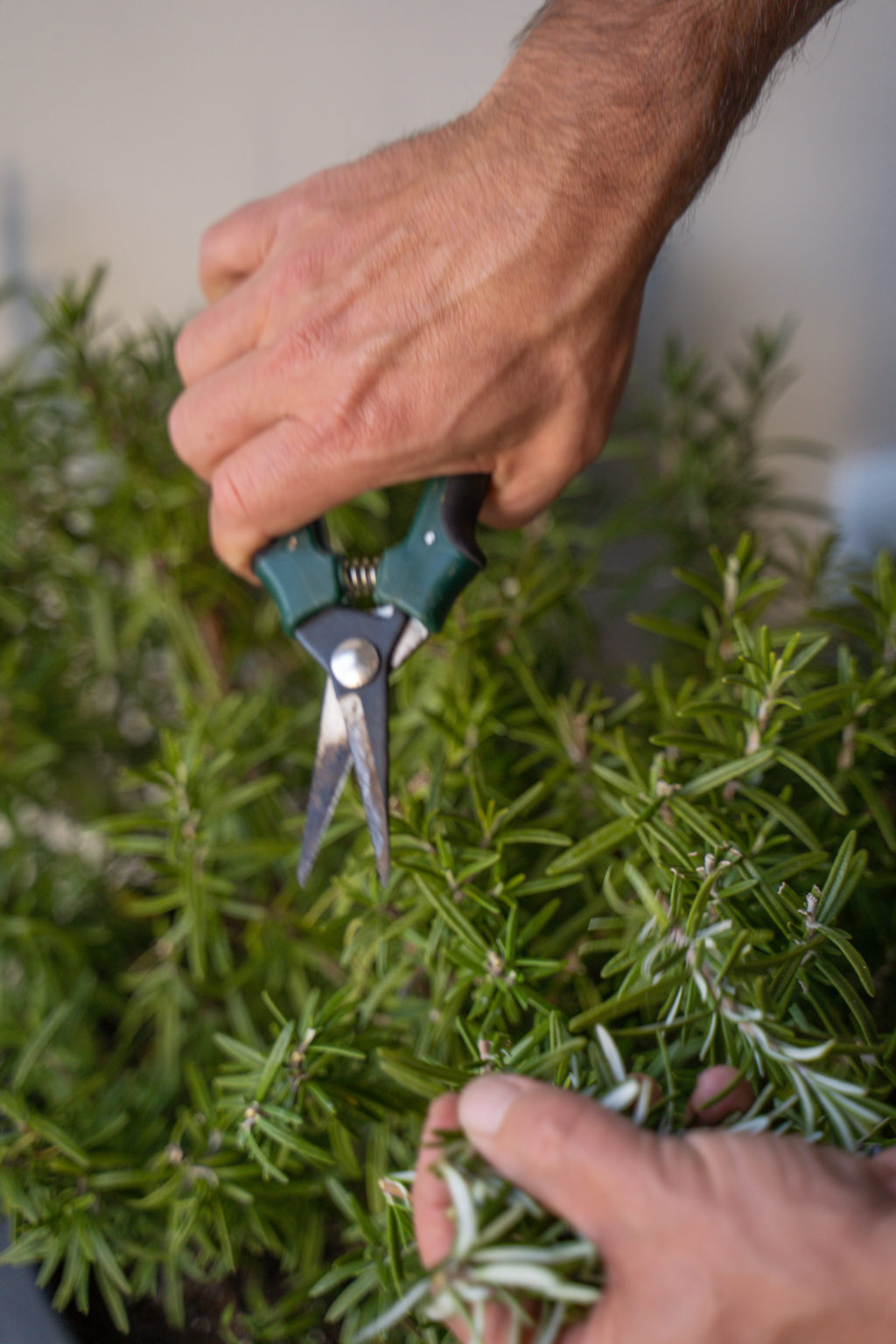 How to Overwinter Rosemary 3 Easy Tips from Frankie Flowers