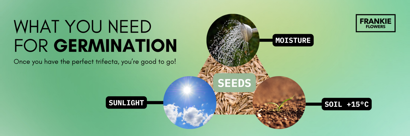 When to Seed a Lawn (and how!)